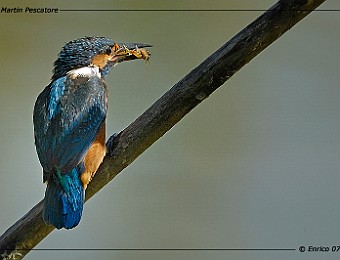 Animali 135